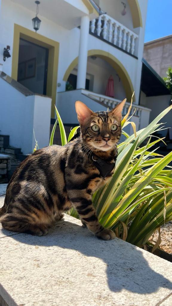 Villa Flora Malinska Dış mekan fotoğraf